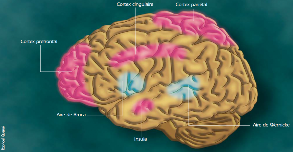 L’activité de certaines aires cérébrales est renforcée par la pratique de la méditation de pleine conscience :<br /> le cortex préfrontal gauche associé aux émotions positives ;<br /> le cortex cingulaire antérieur impliqué dans la perception des sensations corporelles, notamment de la douleur ;<br /> le cortex fronto-pariétal et l’insula, impliquée dans l’intéroception, ou perception des sensations internes.<br /> En revanche, l’activité des aires du langage (aire du Broca et aire de Wernicke) diminue.